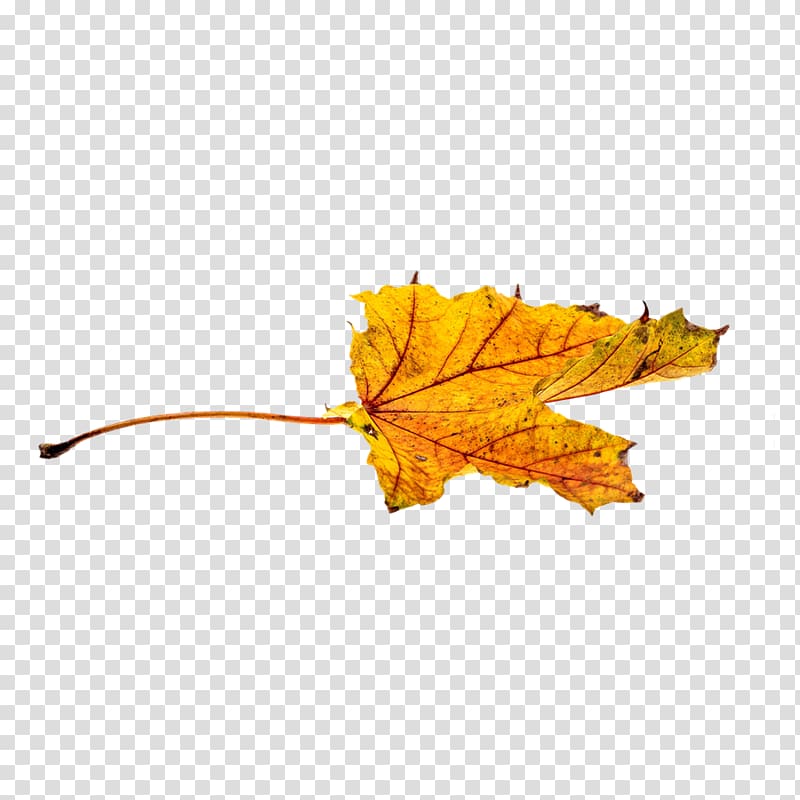 Autumn leaf color , A yellow maple leaf transparent background PNG clipart