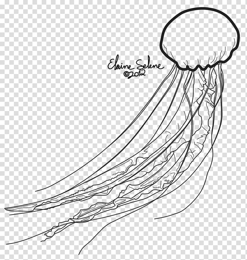 Jellyfish Line art Drawing Invertebrate, jellyfish transparent background PNG clipart