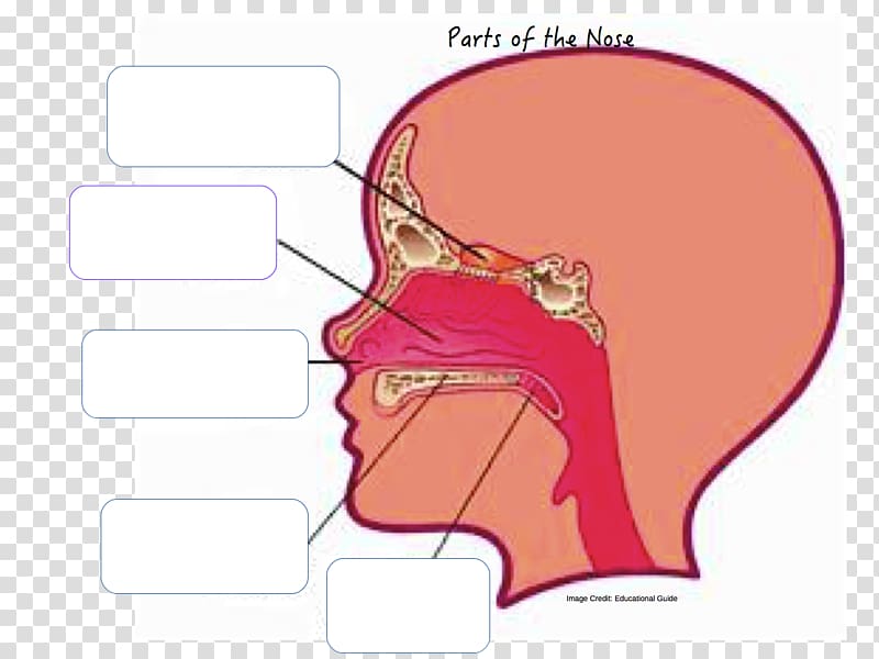 Anatomy of the human nose Nasal cavity Nostril, nose transparent background PNG clipart