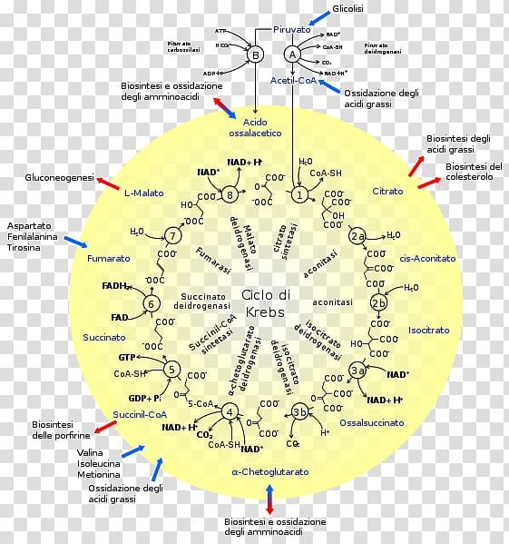 Citric acid cycle Metabolism Cellular respiration Enzyme, Ernst T Krebs transparent background PNG clipart