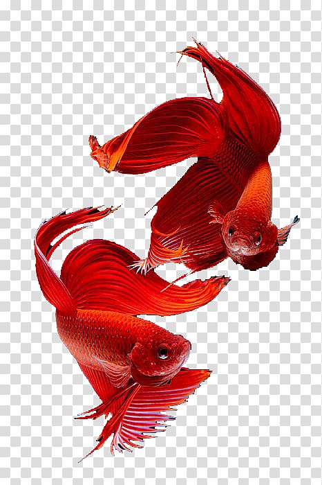 Siamese cat Thailand Siamese fighting fish Goldfish, Red Siamese fish transparent background PNG clipart