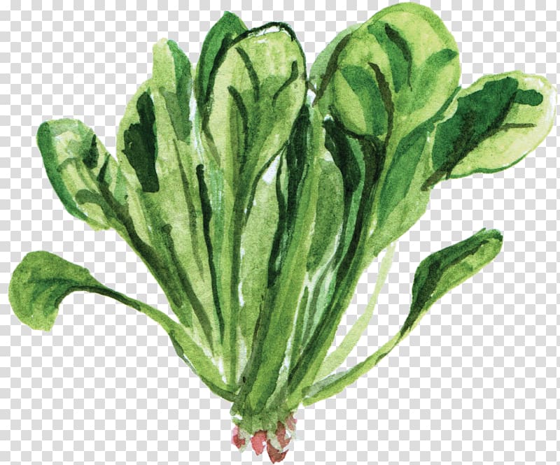 green leafed vegetable art, Spinach Vegetarian cuisine Leaf vegetable Food, Watercolor plant transparent background PNG clipart