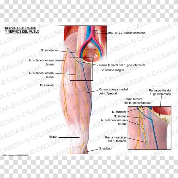 Femoral nerve Obturator nerve Lateral cutaneous nerve of thigh, others transparent background PNG clipart