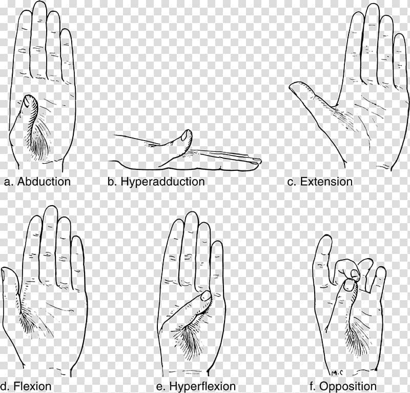 Thumb Joint Anatomy Wrist Human body, hand transparent background PNG clipart