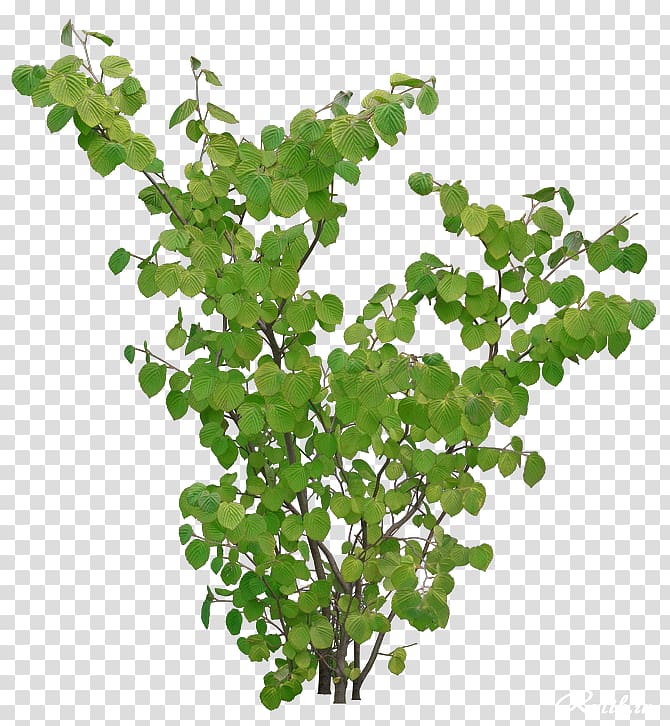 Tree Shrub Branch Raster graphics , tree transparent background PNG clipart