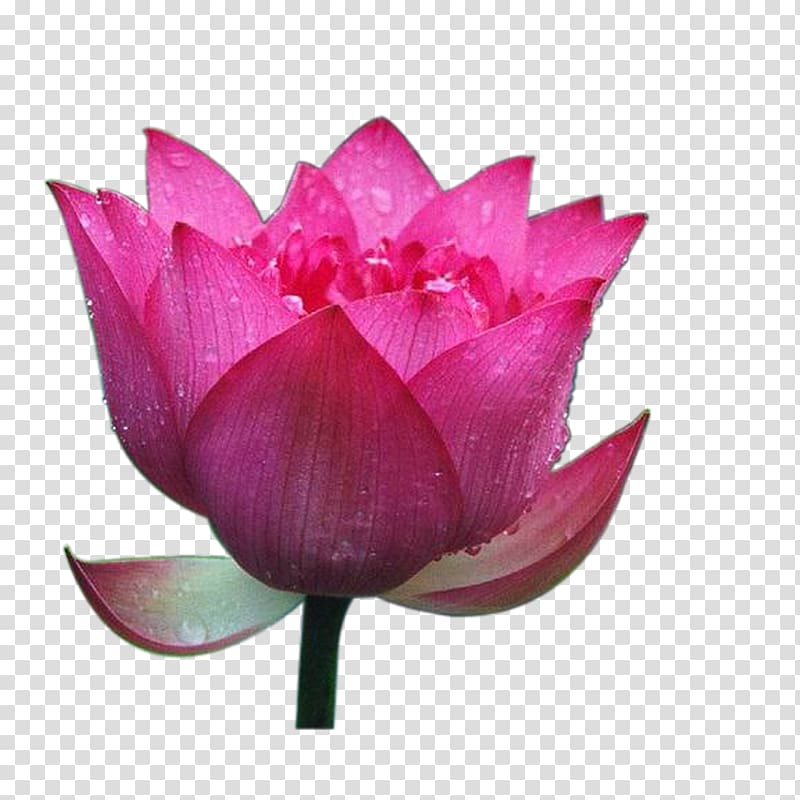Nelumbo nucifera Computer Software, Creative Flower,Lotus transparent background PNG clipart