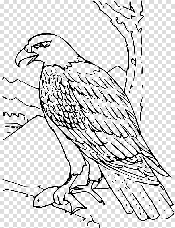 Bald Eagle White-tailed Eagle Coloring book, Bald Eagle Cartoon Character transparent background PNG clipart