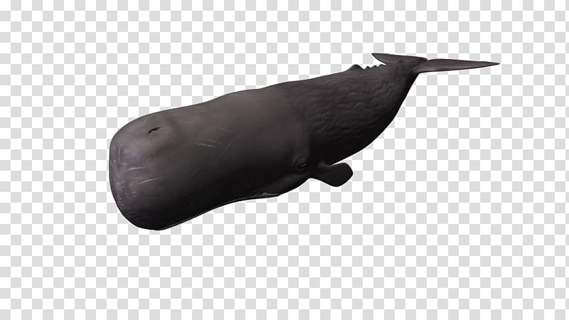 Sperm whale Blue whale 3D computer graphics, whale transparent background PNG clipart