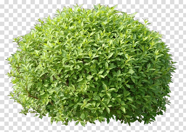 Shrub Hedge treelet Material, tree transparent background PNG clipart