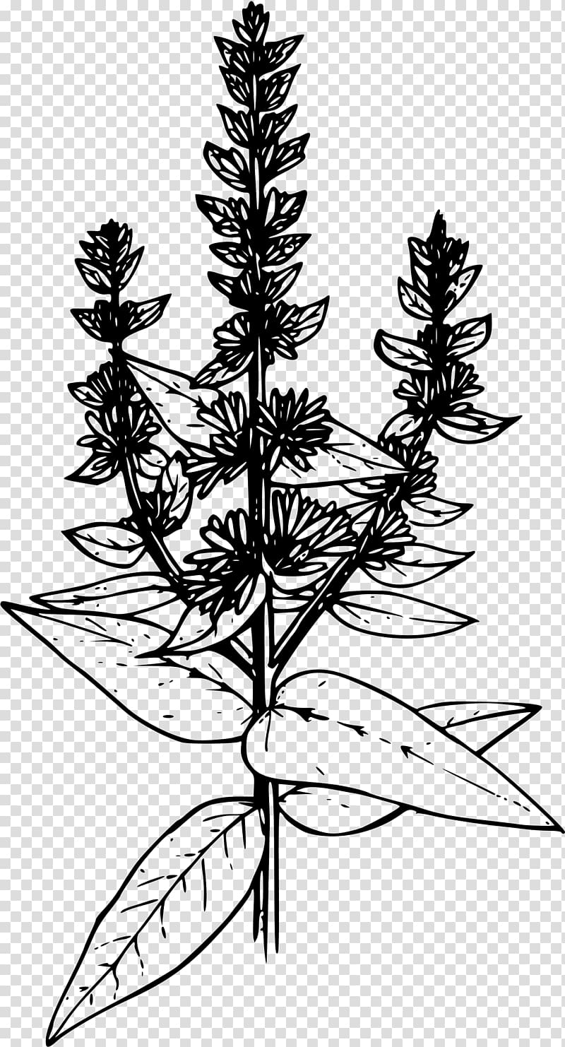 Coloring book Drawing Purple loosestrife, Purpleloosestrife transparent