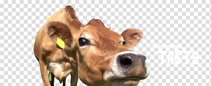 Dairy cattle Calf Snout, grazing cows transparent background PNG clipart