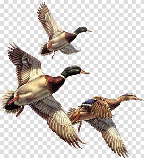 Bird Swan Cat Blog, Ducks , low-angle of three mallard ducks flying transparent background PNG clipart