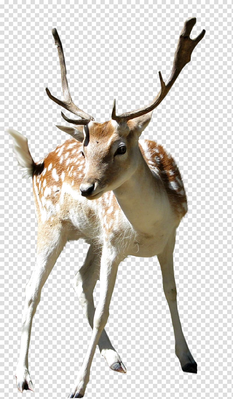 horned deer transparent background PNG clipart