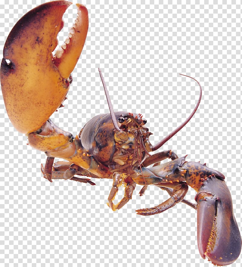 Crab Seafood Palinurus elephas Pliers Shrimp, Domineering lobster transparent background PNG clipart