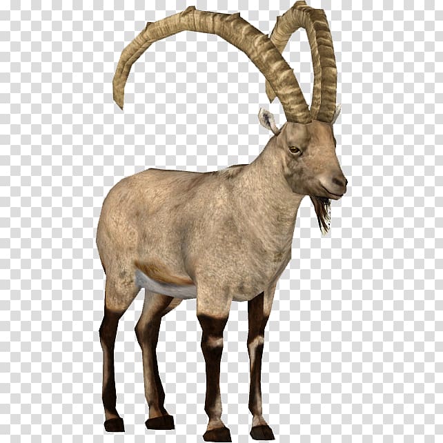 Goat Argali Barbary sheep Alpine ibex, goat transparent background PNG clipart