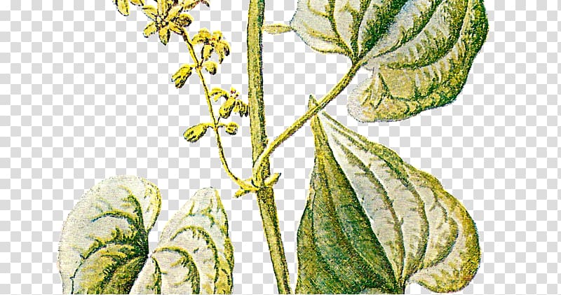 Botany Plant Familiar Wild Flowers , plant transparent background PNG clipart