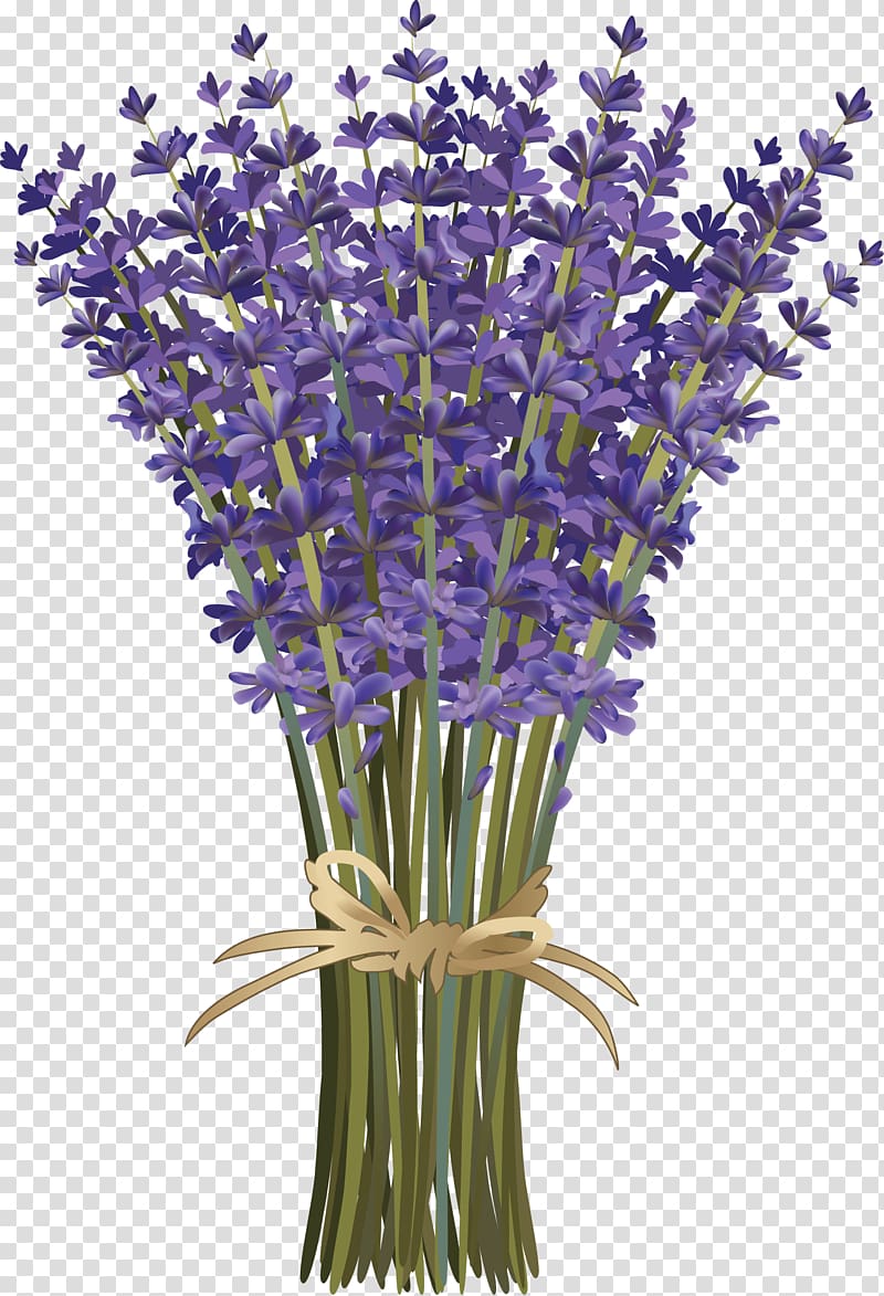 Lavandula dentata French lavender Flower bouquet Botanical illustration, lavender transparent background PNG clipart