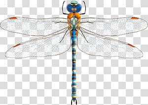 Dragonfly Euclidean , Dragonfly decoration material transparent background PNG clipart Dragonfly Euclidean , Dragonfly decoration material transparent background PNG clipart thumbnail