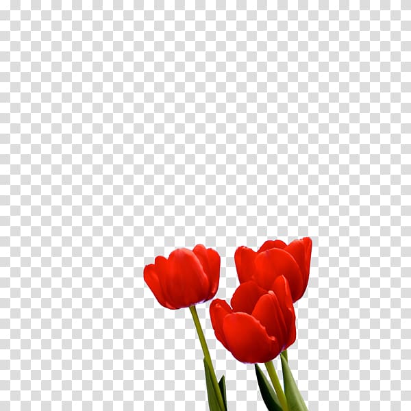 Tulip Esfahlan Khosrowshah, tulip transparent background PNG clipart