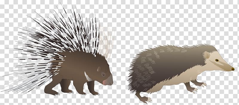 Euclidean , Cartoon Hedgehog transparent background PNG clipart