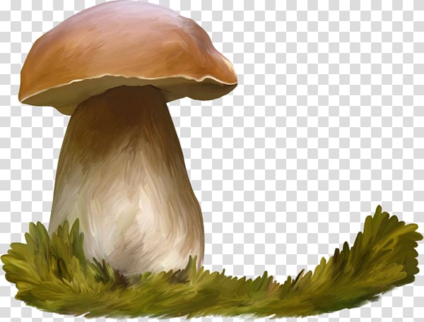 Oyster Mushroom Watercolor painting Penny bun, mushroom Watercolor transparent background PNG clipart