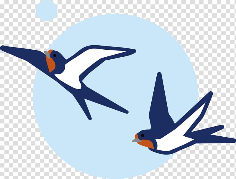 Barn swallow Edible bird\'s nest Fledge Season, transparent background PNG clipart