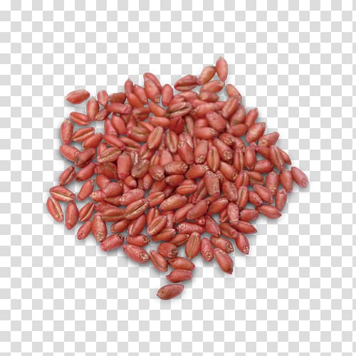 Common wheat Durum Seed Winter wheat Soybean, Wheat Fealds transparent background PNG clipart