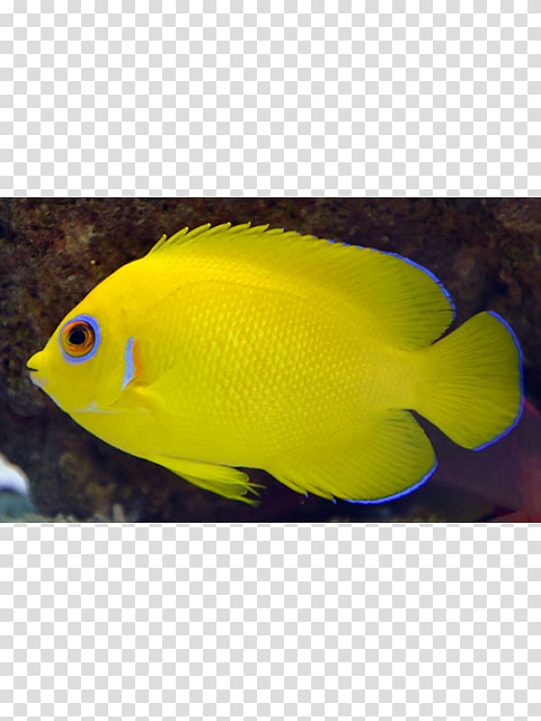 Holacanthus Aquariums Marine biology Coral reef fish Pomacentridae, lemon peel transparent background PNG clipart