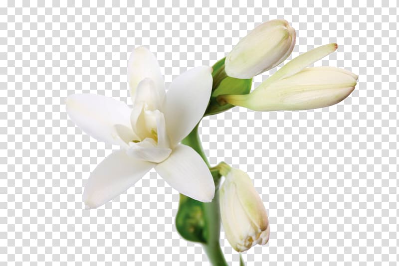 white jasmine flowers transparent background PNG clipart