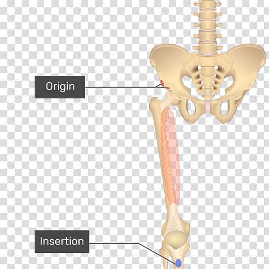 Pectineus muscle Anatomy Gracilis muscle Sartorius muscle Adductor longus muscle, others transparent background PNG clipart