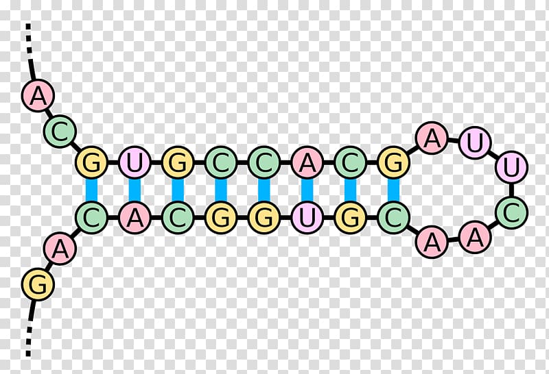 Kissing stem-loop RNA Base pair Nucleic acid double helix, hairpin transparent background PNG clipart
