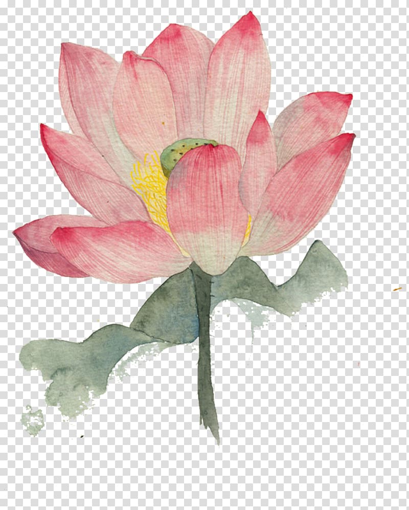 Watercolor painting Nelumbo nucifera Ink wash painting Illustration, Ink lotus material transparent background PNG clipart