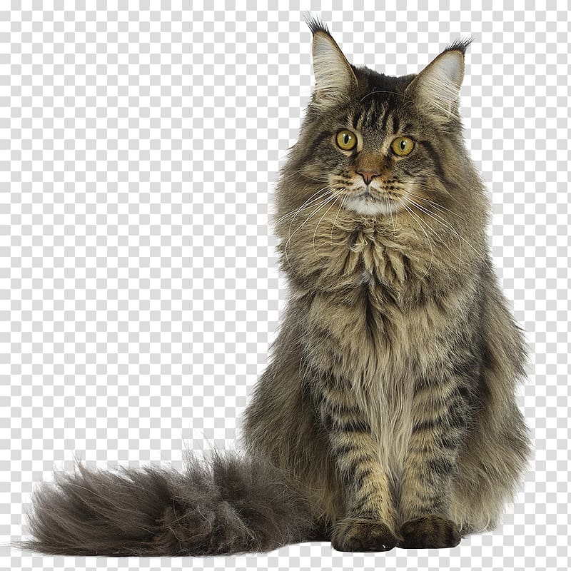 Maine Coon Kitten Raccoon Bengal cat, coon transparent background PNG clipart