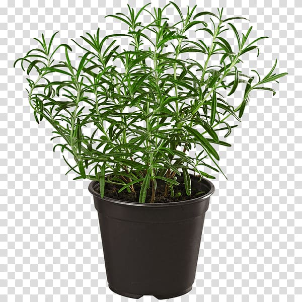 Herb Rosemary REWE Group Summer savory, others transparent background PNG clipart