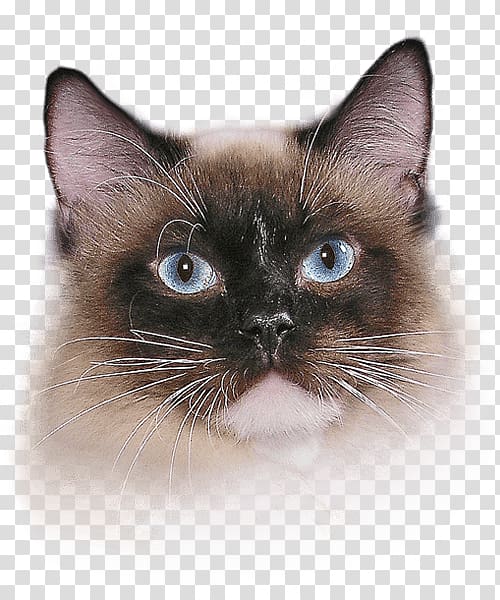 Whiskers Siamese cat Balinese cat Snowshoe cat Birman, cat palm transparent background PNG clipart
