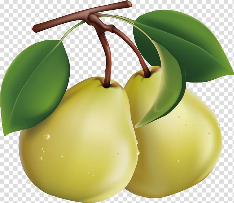 Asian pear Fruit , Pear transparent background PNG clipart