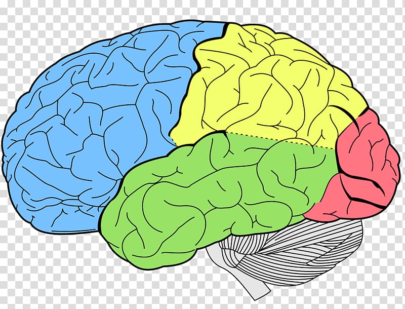 Lobes of the brain Temporal lobe Frontal lobe Human brain, Brain transparent background PNG clipart