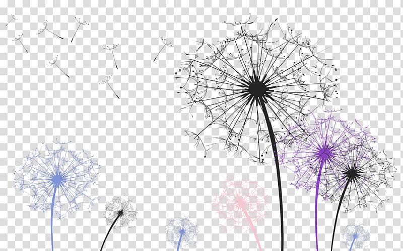 assorted-color of dandelion flowers illustration, Dandelion , Dandelion transparent background PNG clipart
