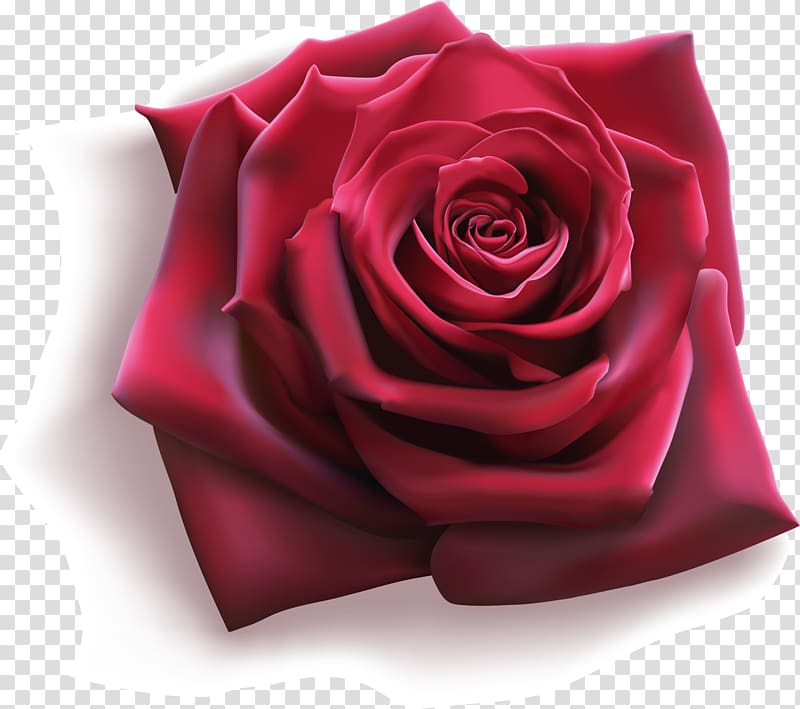 Rose Flower Illustration, Wine red roses transparent background PNG clipart