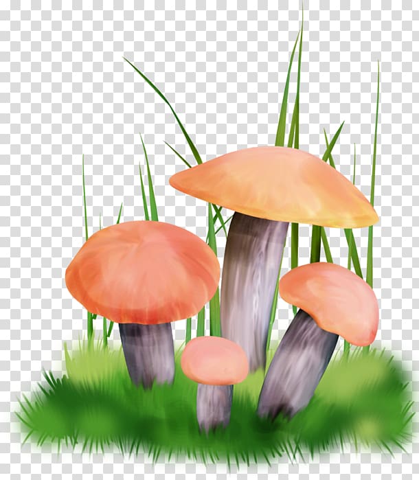 Fungus Edible mushroom Boletus edulis Truffle, mushroom transparent background PNG clipart