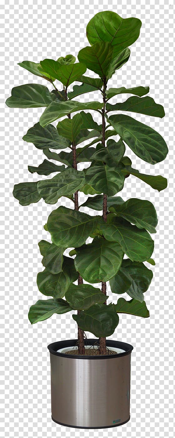 Plant Persian carpet Fiddle leaf fig Furniture, help others transparent background PNG clipart