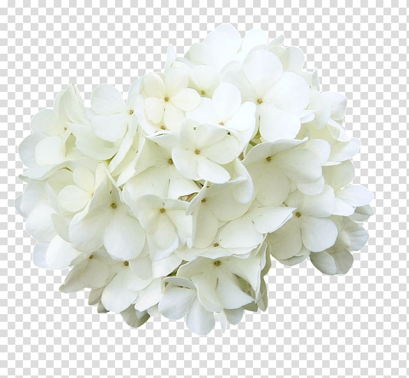 Cut flowers , curd transparent background PNG clipart