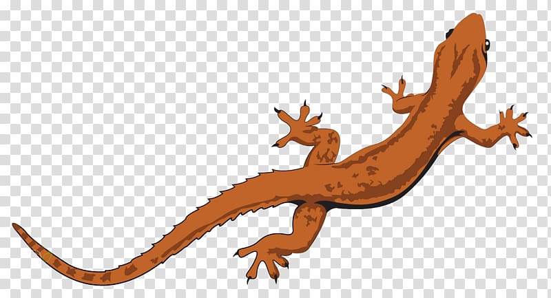 Lizard Salamander Reptile graphics, lizard transparent background PNG clipart
