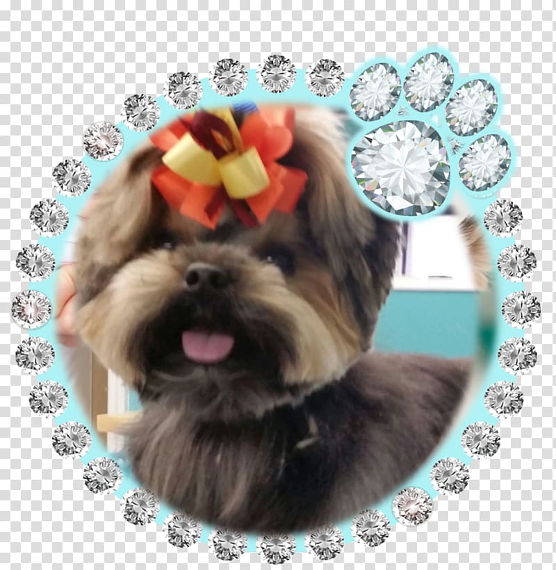Morkie Shih Tzu Contact Lens: Fitting Guide Contact Lenses Havanese dog, puppy transparent background PNG clipart