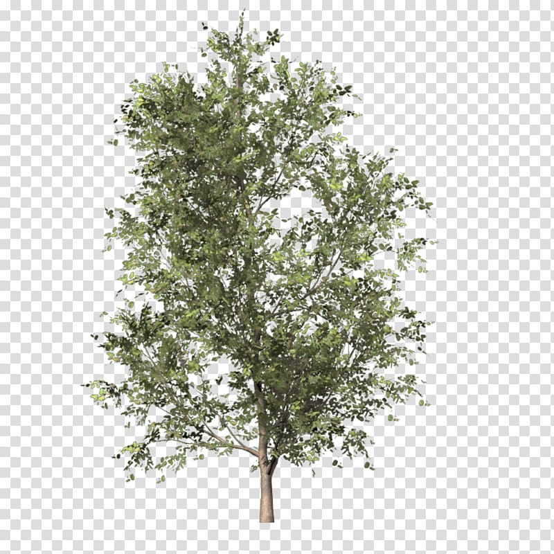 Tree Scape , apricot transparent background PNG clipart