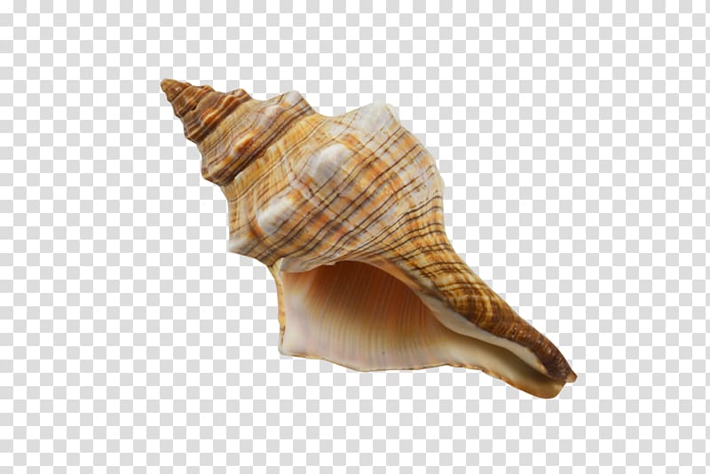 Gastropods Seashell Cockle Snail Conchology, seashell transparent background PNG clipart
