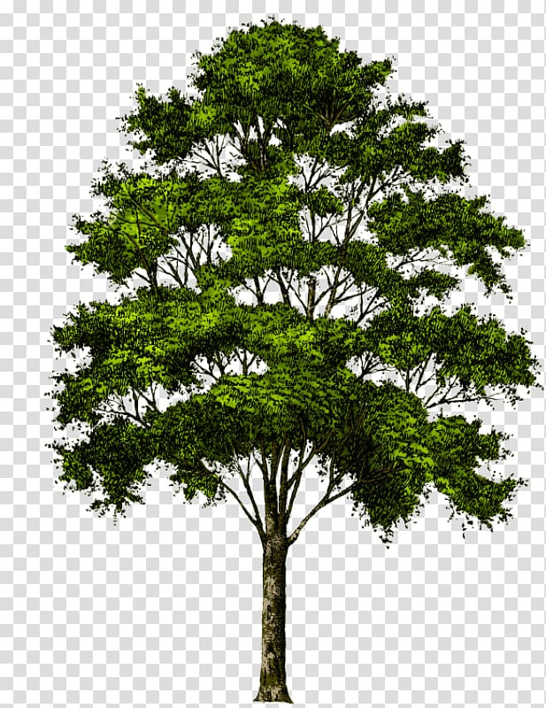 Portable Network Graphics Transparency Tree , tree transparent background PNG clipart