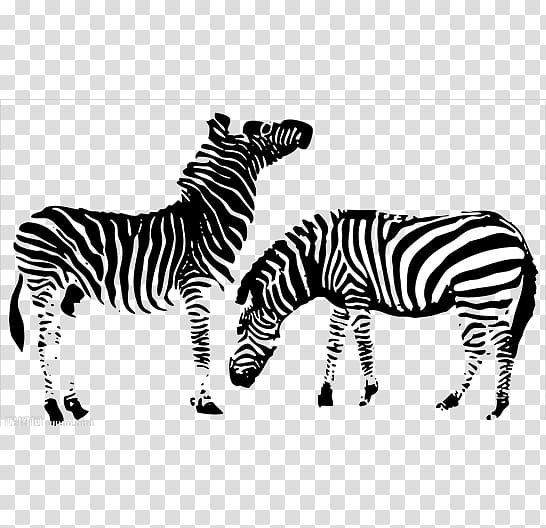 Horse Zebra Zebroid, zebra transparent background PNG clipart