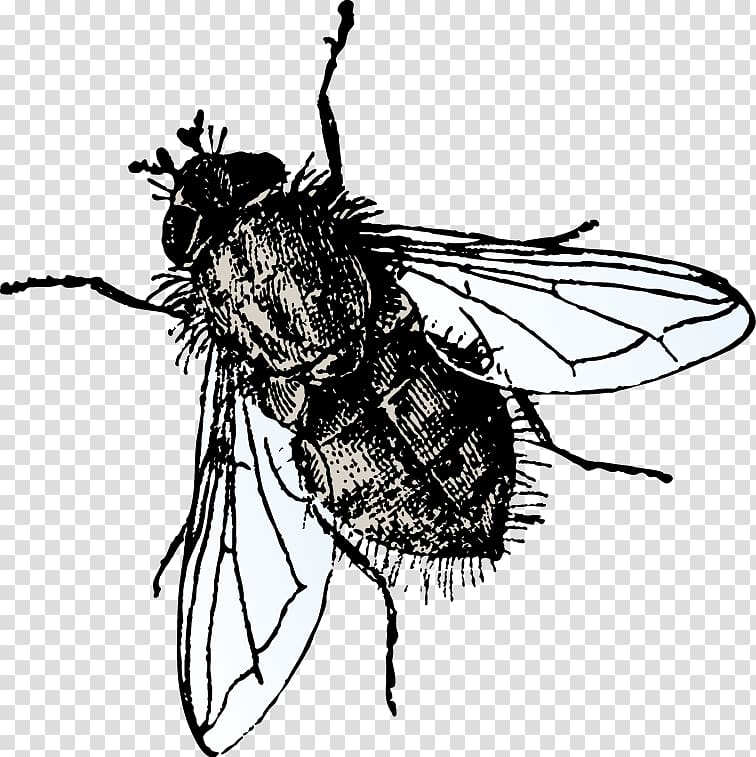 Insect Microsoft PowerPoint Microsoft Office Template Fly, Hand-painted flies transparent background PNG clipart
