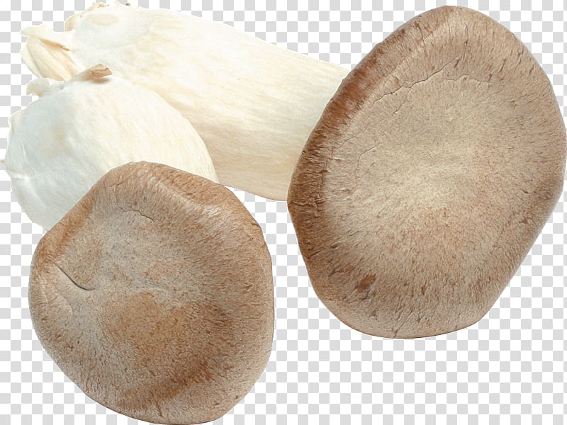 Portable Network Graphics Fungus , mushroom transparent background PNG clipart